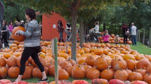 City of Thorold Howells Pumpkin Farm